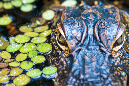 Closeup of a young American alligator (Alligator mississippiensis) in Corkscrew Regional Ecosystem Watershed, Florida