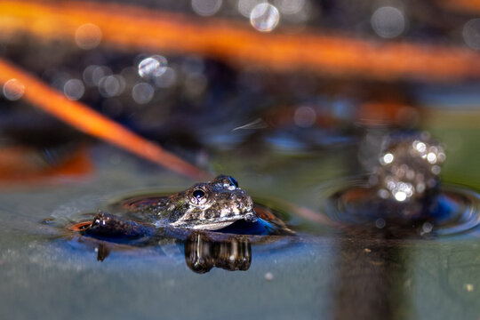 A cricket frog in the genus Acris in Corkscrew Regional Ecosystem Watershed in south Florida