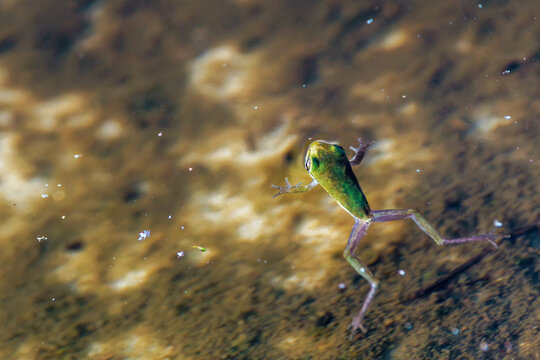 A tree frog in the water in south Florida.