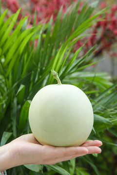 Fresh White Melon in Hand with Green Plants Background - Shandong Nanhui Organic Produce Marketing