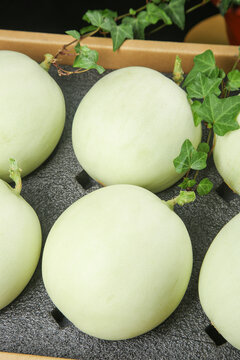 Fresh Jade Melons from Shandong Nanhui Region with Green Vines - Premium Agricultural Produce