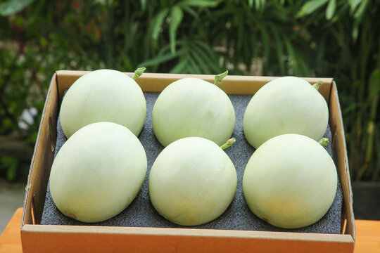 Premium Jade Green Melons from Shandong in Wooden Gift Box - Fresh Sweet Flavored Fruit
