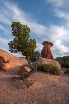 View of a unique hoodoo rock formation and a gnarled juniper tree set against a blue sky with wispy clouds in the desert landscape of Escalante, Utah, United States.