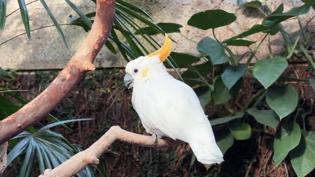 White sulphur-crested cockatoo perched on a branch at Bloedel Conservatory in Vancouver, tropical parrot with yellow crest among lush green foliage indoors.