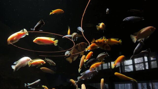 School of colorful cichlid fish swimming in aquarium tank, orange and yellow tropical fish gliding together against dark background in freshwater exhibit.