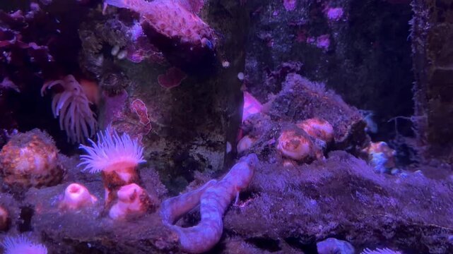 Eel-like fish resting on rocks among sea anemones in aquarium reef tank, marine creature with elongated body under purple light in colorful underwater scene.