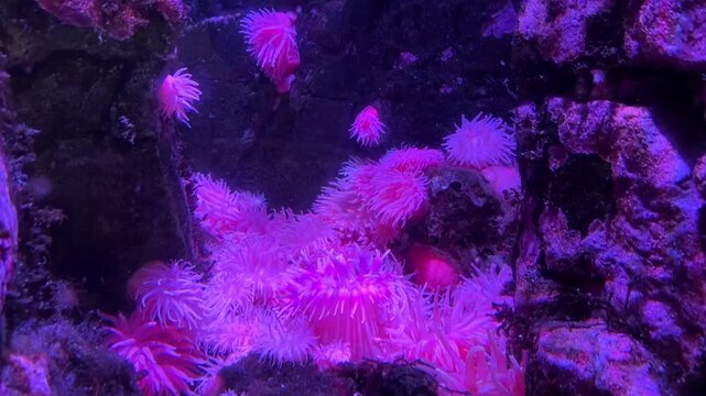 Pink sea anemones glowing underwater on rocks in aquarium, vibrant marine invertebrates with waving tentacles under purple light in colorful reef tank.