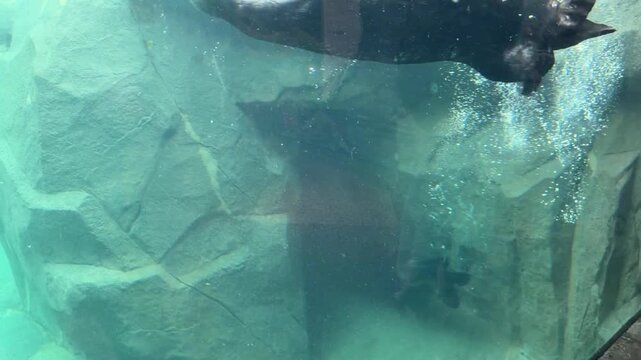 Sea otters floating on backs in aquarium pool, marine mammals resting at water surface with paws up, showing wet dark fur through split underwater view.