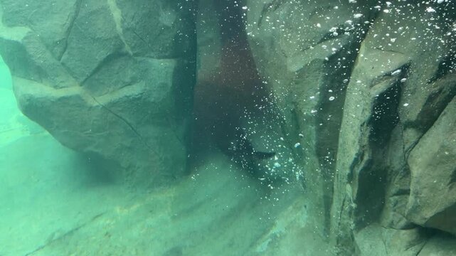 Sea otters floating on backs in aquarium pool, marine mammals resting at water surface with paws up, showing wet dark fur through split underwater view.