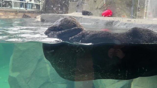 Sea otters floating on backs in aquarium pool, marine mammals resting at water surface with paws up, showing wet dark fur through split underwater view.