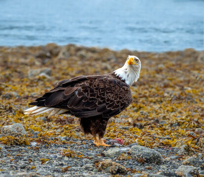 Closeup of a fledging bald eagle eaglet next to a salmon carcass after a successful hunt on the waters of the Sitka Sound, Alaska, USA