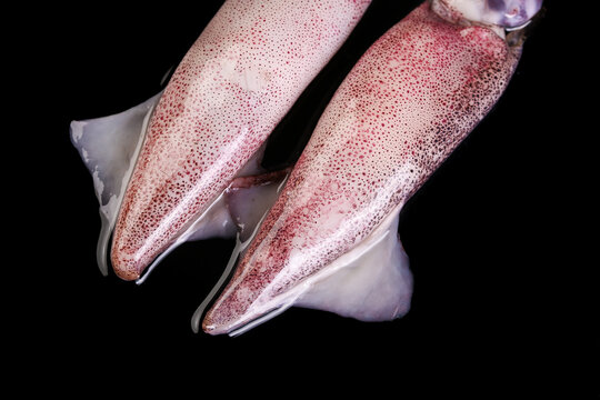 Fresh Whole Squid Raw Seafood on Black Background