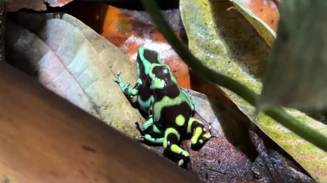 Green and black poison dart frogs mating in amplexus position on dry leaves in tropical rainforest, showing breeding behavior of exotic amphibians.