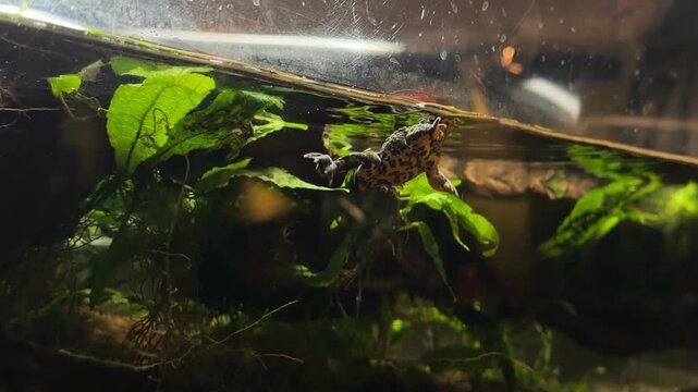 Fire-bellied toad swimming underwater in aquarium showing orange and black belly pattern among green aquatic plants in natural terrarium habitat.
