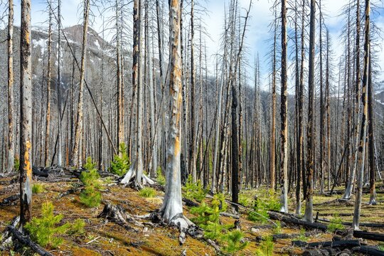 View of Waterton Lakes National Park of Canada with charred tree trunks from a past forest fire and new green saplings growing on the forest floor in Waterton Park, Alberta, Canada.