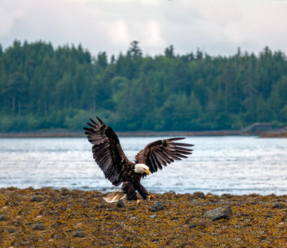 Returning fledging eaglet on the shores of the Sitka Sound, Alaska, USA