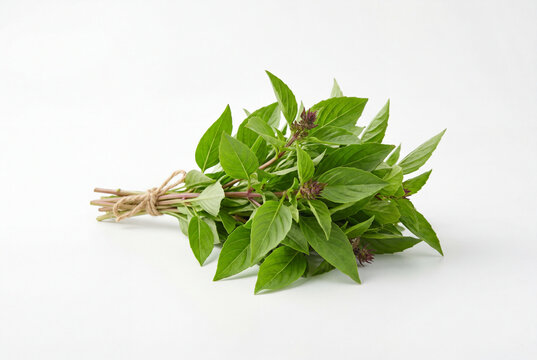 Bundle of fresh green thai basil tied with twine on a white surface