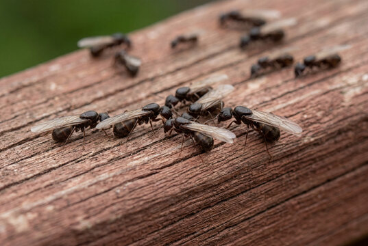 Group of winged ants swarming across a rough weathered brown wooden surface