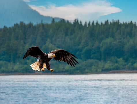 Bald eagle flying over the waters of the Sitka Sound, Alaska, USA