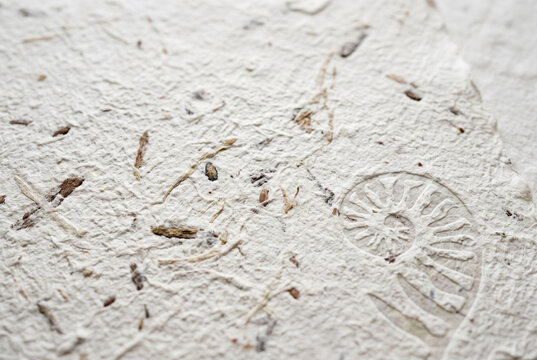 Handmade paper texture with ammonite fossil embossed pattern