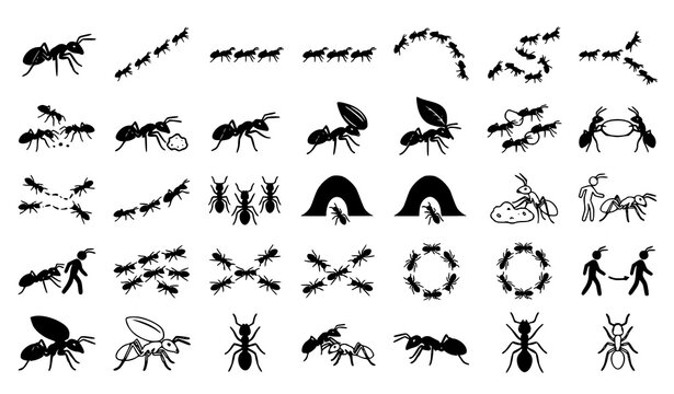 Ant silhouette and line vector icon set featuring colony trails anthills human scale comparison and worker insect behaviors.