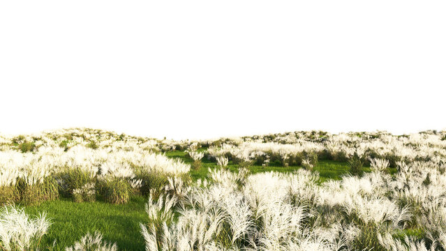 Cogon Grass Isolated PNG, Perennial Ornamental Grass Meadow, Transparent Background