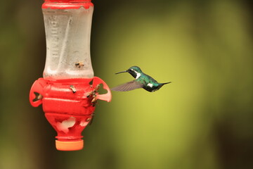 The white-bellied woodstar (Chaetocercus mulsant) is a species of hummingbird in tribe Mellisugini of subfamily Trochilinae, the "bee hummingbirds".This photo was taken in North Peru. © feathercollector