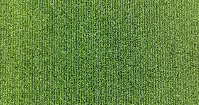 Vibrant green grass blades in close-up perspective