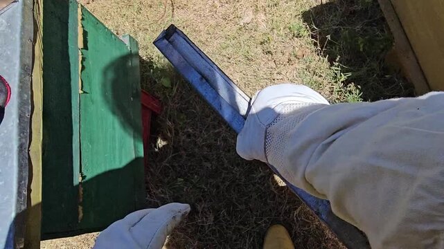Vertical POV video showing a beekeeper opening a beehive, applying smoke and carefully removing and inspecting the frames. The first person perspective captures an authentic hive inspection, including