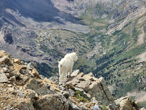 View of a mountain goat standing on the rocky slopes of the Mount Massive Wilderness Area overlooking a deep valley in Leadville, Colorado, United States.