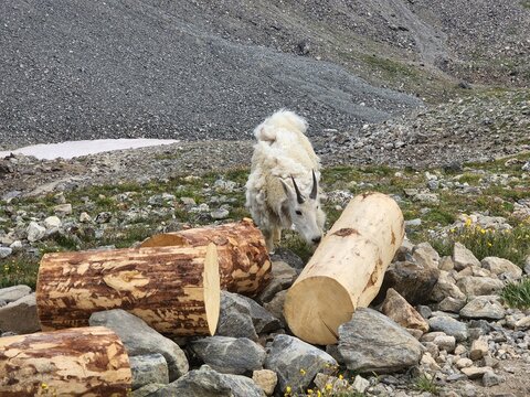 View of a mountain goat standing near cut logs at the Grays and Torreys Summer Trailhead in Silver Plume, Colorado, United States.