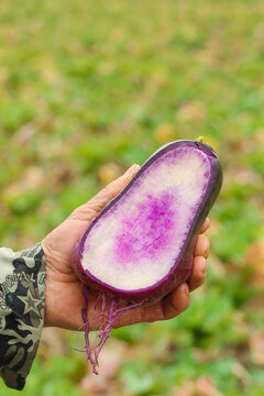 Fresh Purple Sweet Potato from Shandong China - Delicious Healthy Root Vegetable with Heart-Shaped Interior Pattern