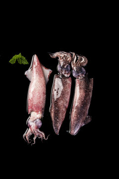 Fresh Whole Squid and Sea Hare Seafood on Black Background with Herbs