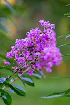 Purple crape myrtle (Lagerstroemia indica) in Coden Alabama