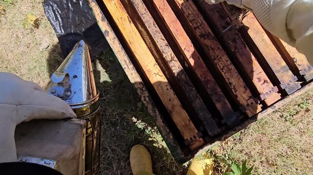 Vertical POV video showing a beekeeper opening a beehive, applying smoke and carefully removing and inspecting the frames. The first person perspective captures an authentic hive inspection, including