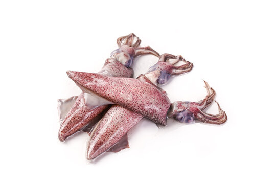 Fresh Whole Raw Squid with Tentacles Isolated on White Background for Seafood Cooking
