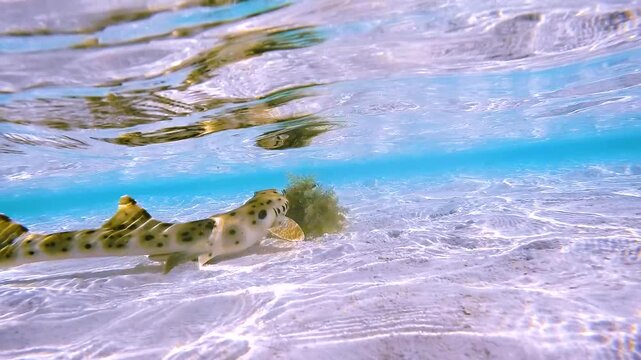 Slow motion epaulette shark resting in crystal clear shallow water at Heron Island, Great Barrier Reef, Australia.