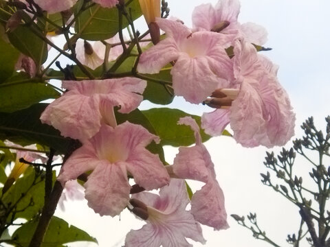 pink and white flowers
