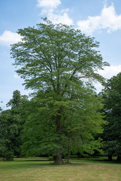 A tall locust tree with fresh green leaves in a park.