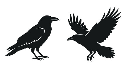 Obraz premium Black raven bird silhouettes in standing and flying poses isolated on white background.