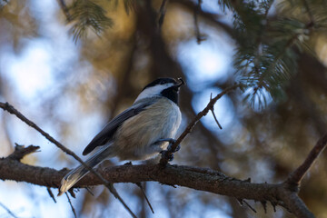 A Black-Capped Chickadee on a Branch © RiMa Photography