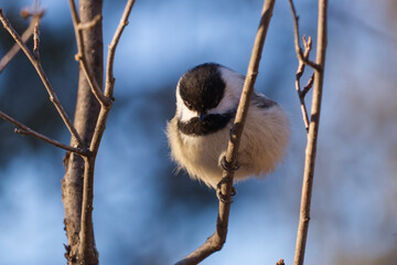 A Black-Capped Chickadee on a Branch © RiMa Photography