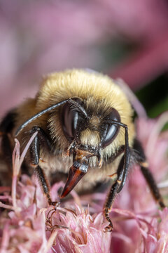Fuzzy Bee Collecting Nectar Macro Close-Up