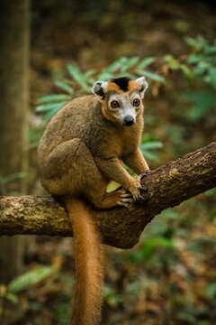 View of a crowned lemur perched on a tree branch in the lush forest of the Reserve speciale d'Ankarana, Diana, Madagascar.