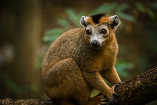 View of a crowned lemur perched on a tree branch in the forest of the Reserve speciale d'Ankarana, Diana, Madagascar.