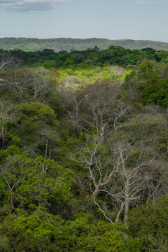 View of the dense forest canopy of Reserve speciale d'Ankarana with lush green foliage and bare trees under a bright sky in Diana, Madagascar.