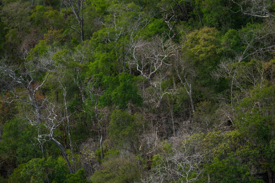 View of the dense forest canopy and rocky terrain within the Reserve speciale d'Ankarana in Diana, Madagascar.
