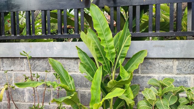 Beautiful view of Etlingera elatior or Kecombrang plant