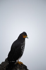 Fototapeta premium Carunculated Caracara on a Rocky Perch in Ecuador