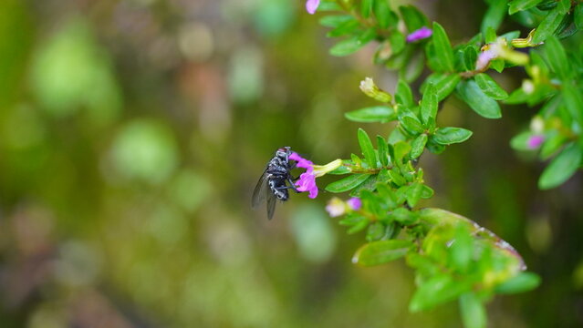 A black fly perched on a vibrant purple flower with lush green foliage against a soft focus background in daylight, showcasing detailed textures and natural beauty